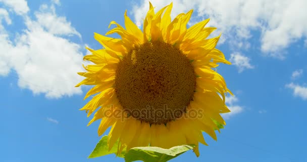 Zonnebloem in geluk, blauwe hemel en zonnig weer - Video