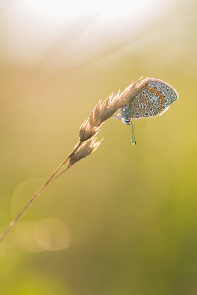 Belle scène de nature avec papillon
. - Photo, image