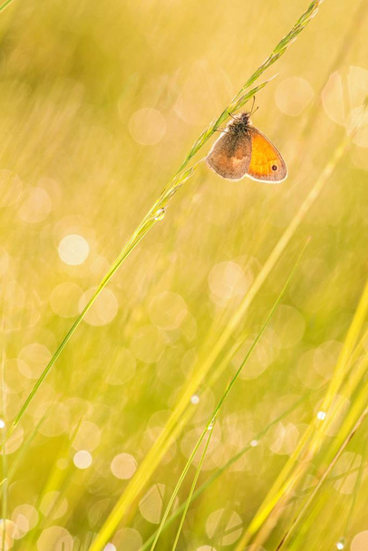 Hermosa escena de la naturaleza con mariposa
. - Foto, Imagen