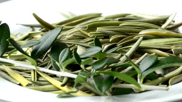 Листья оливковых деревьев, препарат для снижения артериального давления, сухие листья
  - Кадры, видео