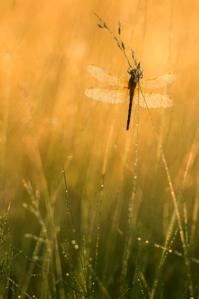 Belle scène de nature avec libellule
. - Photo, image