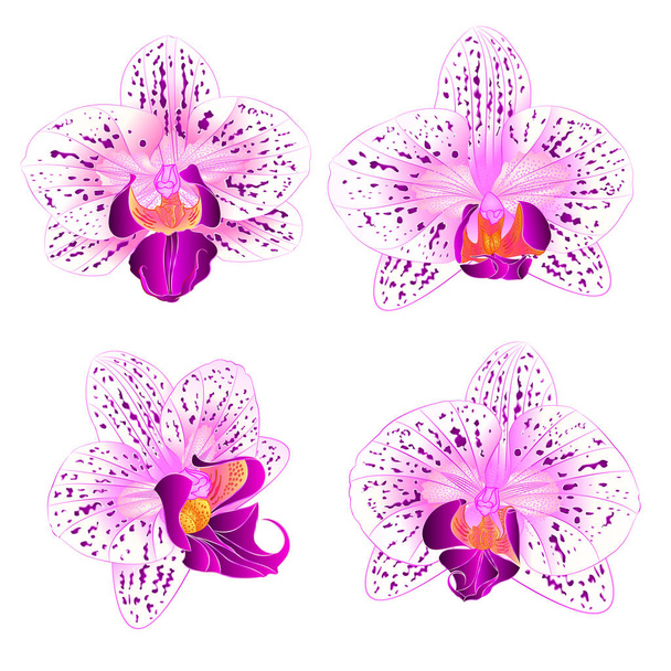 Beautiful purple and white Orchid Phalaenopsis flower  vintage set first vector closeup illustration - Vector, Image