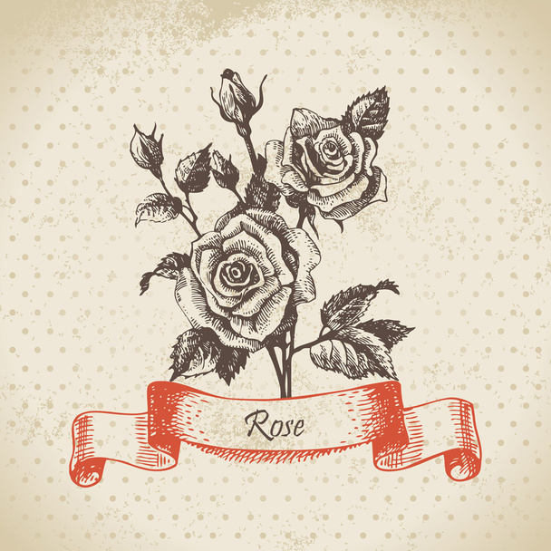 Rose. Hand drawn vintage design - Vector, Imagen
