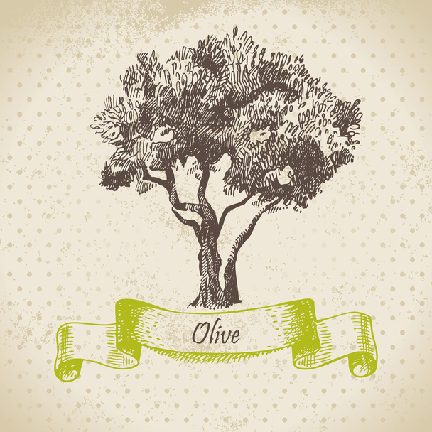 Оливковое дерево. Ручная иллюстрация
 - Вектор,изображение