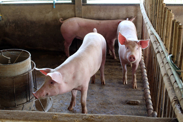gros plan porc dans la ferme
 - Photo, image