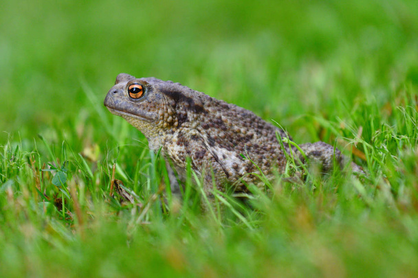 Mating frog sitting  in the dewy grass  - Photo, Image