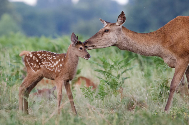 Red deer (Cervus elaphus) female hind mother and young baby calf - 写真・画像