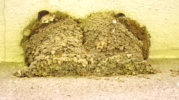 ツバメは家の隅に建てられた巣の赤ちゃん鳥に餌をやる. - 映像、動画