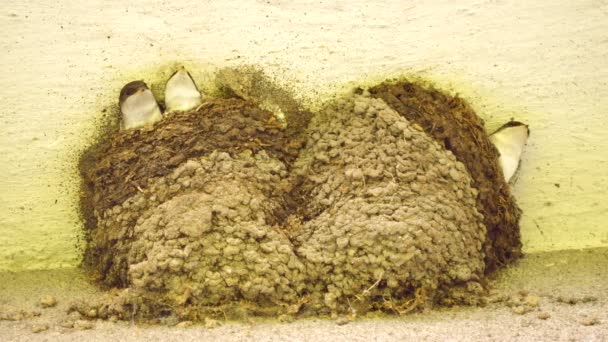 ツバメは家の隅に建てられた巣の赤ちゃん鳥に餌をやる. - 映像、動画