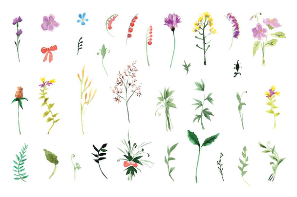 A large set of plant elements - grass, leaves, berries, flowers. - Φωτογραφία, εικόνα