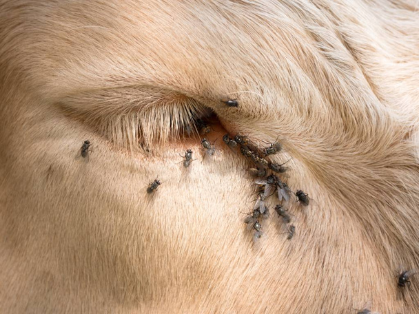 Détail de l'oeil de vache blanche avec de nombreuses mouches ennuyeuses. Les mouches s'assoient ou courent dans les yeux des vaches. Dormir vache blanche
 - Photo, image