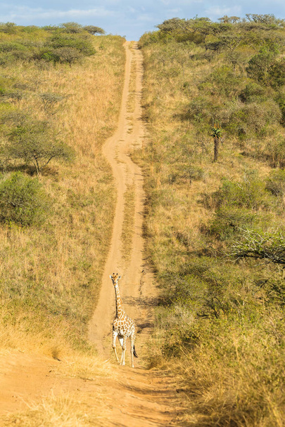 Giraffe Valley onverharde weg landschap - Foto, afbeelding