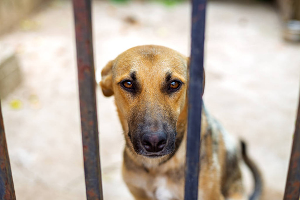 採用されるを待っている動物避難所で犬。選択と集中 - 写真・画像