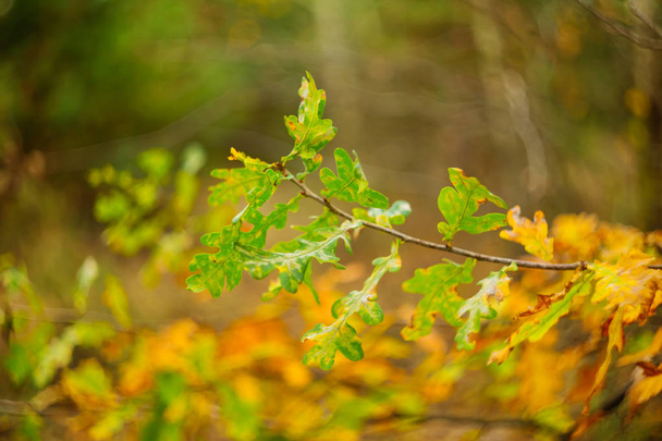 quiet autumn forest scene, closeup oak branch - Foto, Bild