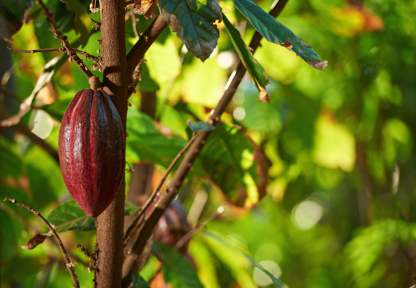Detailní strom kakaovník - Fotografie, Obrázek