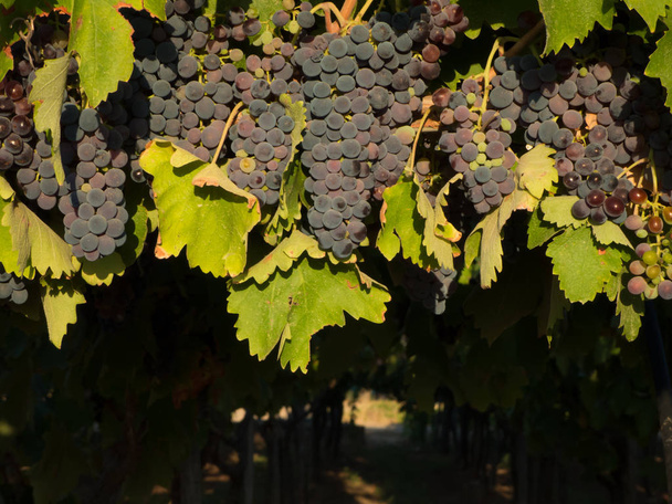 a grape plantation in an italian countryside - Photo, Image