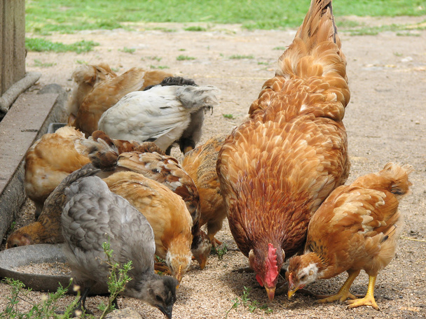 Galline con polli che mangiano il grano
 - Foto, immagini