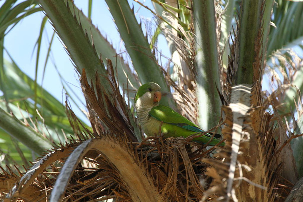 Monk parakeet in a Palmtree - Foto, afbeelding