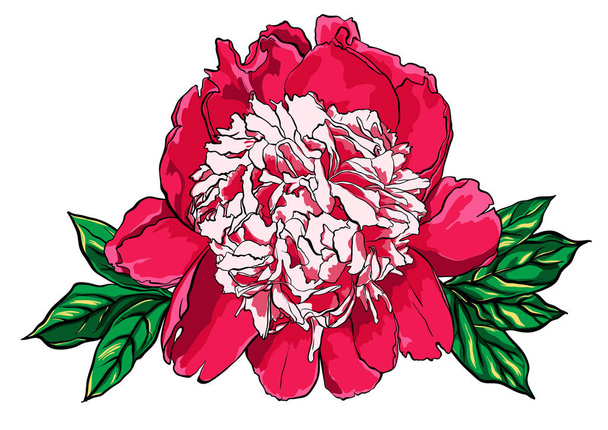 Hand drawn peony flower vector illustration on white. - Vector, imagen