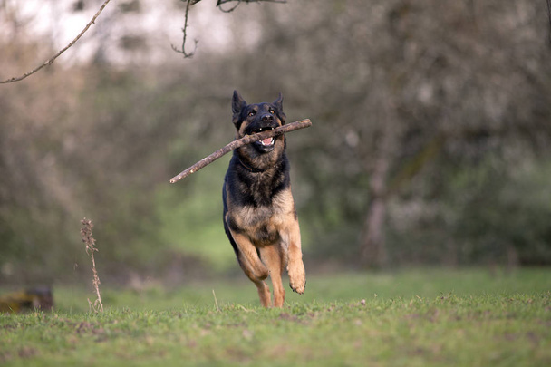 berger allemand jeu de chien et ramener branche
 - Photo, image