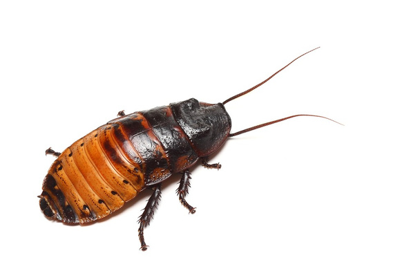 Madagascar silbando cucaracha (Gromphadorhina portentosa
) - Foto, imagen