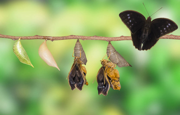 Ciclo de vida de la mariposa común (Discophota sondaica Boi
 - Foto, imagen