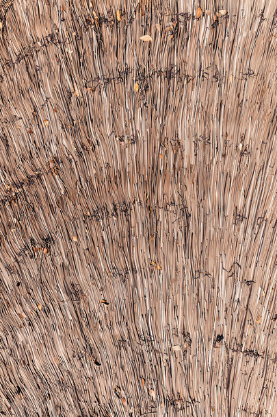 Dry reeds thatch texture background. Straw pattern.  - Fotoğraf, Görsel