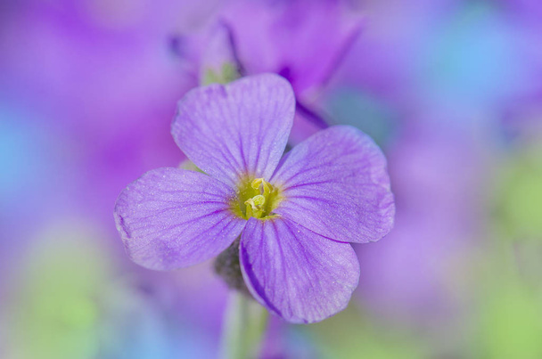 Aubrieta 紫 rockcress - 写真・画像
