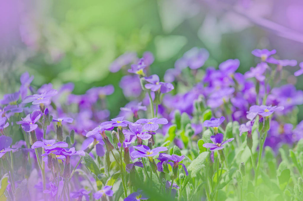 aubrieta hybrida violett  - Foto, Bild