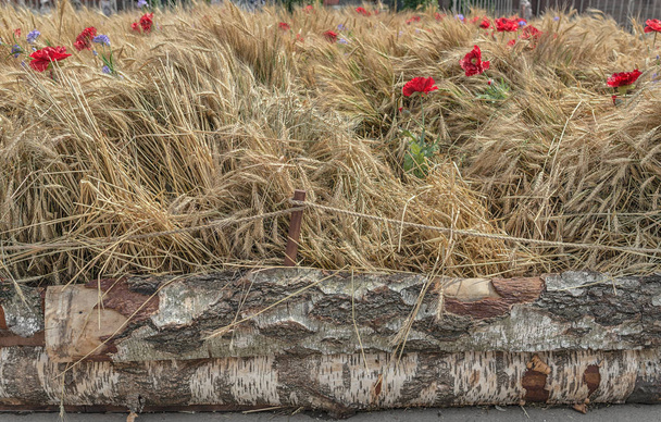 Hroty zlaté pšenice a červené máky v designu krajiny - Fotografie, Obrázek