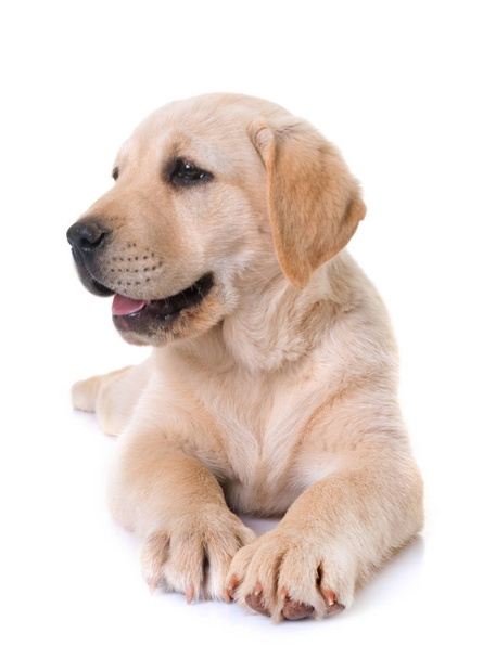 子犬ラブラドル ・ レトリーバー犬 - 写真・画像