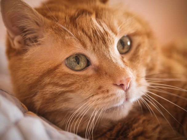 Lovely red cat. - Φωτογραφία, εικόνα
