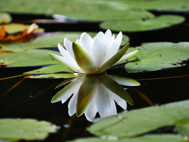 Flowers of water lily on the river bed - Foto, Imagen