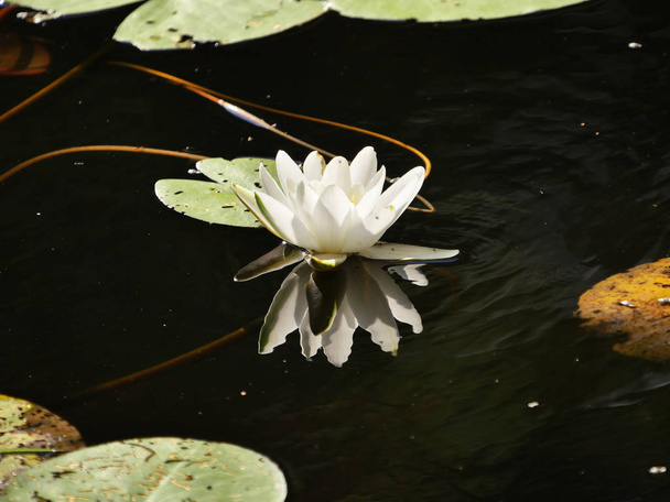 Flowers of water lily on the river bed - 写真・画像