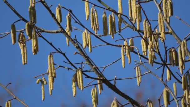 Vroege voorjaar hazelaar bloeiwijzen op hemelachtergrond - Video