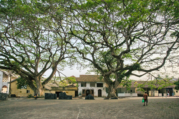 Дощові дерева Самейна
 - Фото, зображення