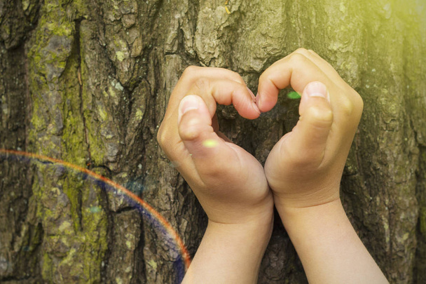 Female hands making an heart shape on a trunk of a tree.  - Photo, Image