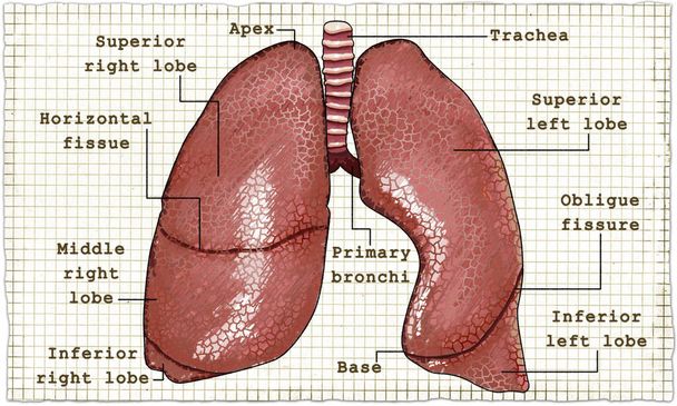 Tüdő anatómia illusztráció a könyv - Fotó, kép