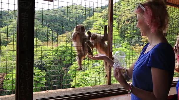 Frau füttert Affen - Filmmaterial, Video