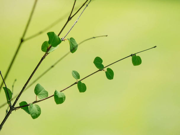 groene blad in de zomer - Foto, afbeelding