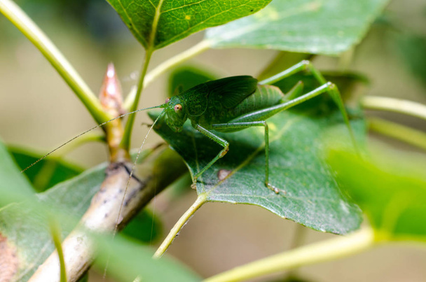 Grasshopper on leaf leaf - Photo, Image