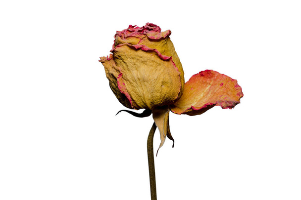Сухая роза белый фон
 - Фото, изображение