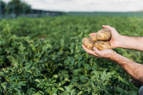 Landwirt hält Kartoffeln auf Feld - Foto, Bild