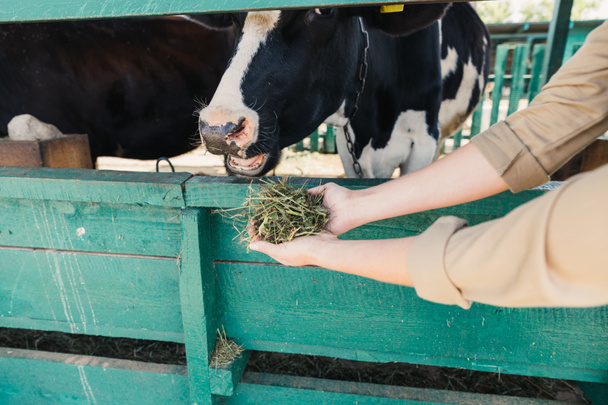 granjero alimentando vacas en establo
  - Foto, Imagen