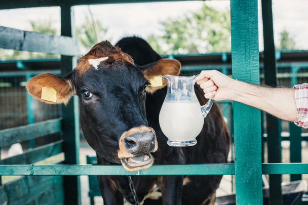 farmer with fresh milk in stall - Foto, Imagen