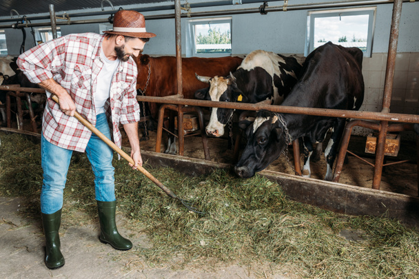 man with forks feeding cows  - Zdjęcie, obraz