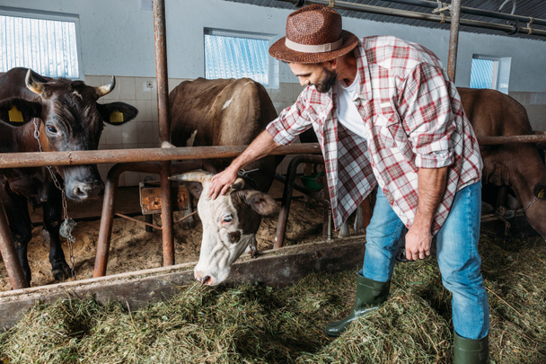 male farmer feeding cows - Foto, Imagem