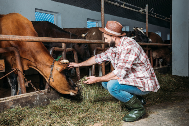 male farmer feeding cows - Zdjęcie, obraz