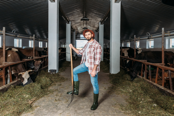 man with pitchfork feeding cows  - Photo, Image
