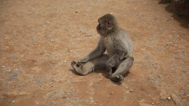 Kiotói Arashiyama monkey - Felvétel, videó